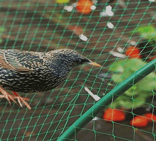 antibirdnets
