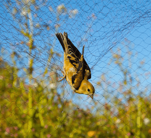 birdprotectionnets