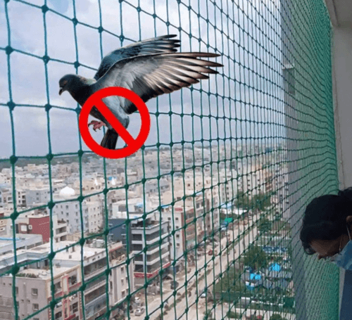 pigeonsafetynets