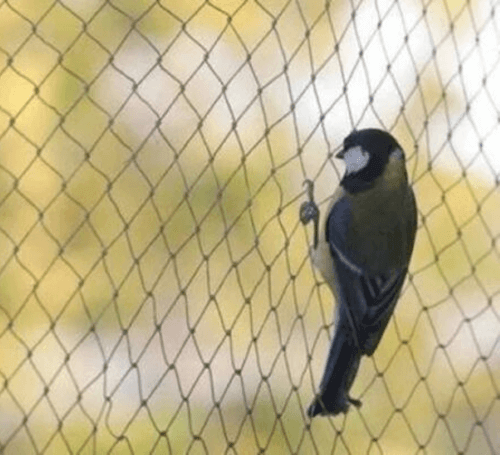 antibirdnets1