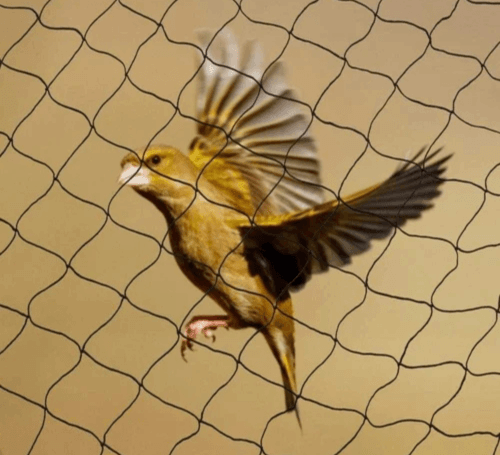 antibirdnets2