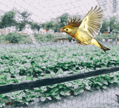 antibirdnets3