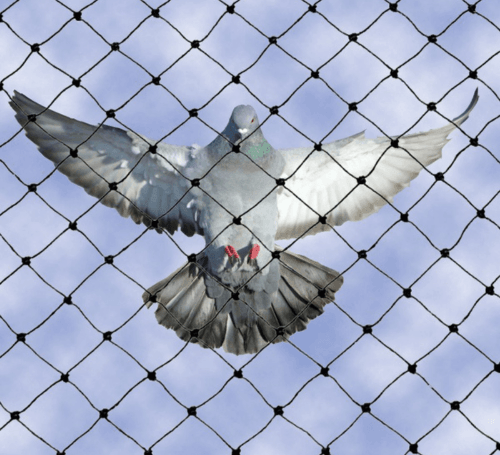 pigeonsafetynets2