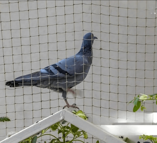 pigeonsafetynets3